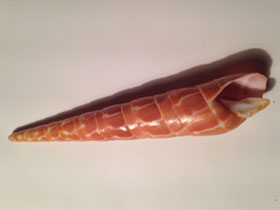 Фото Orange auger