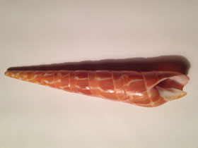 Фото Orange auger