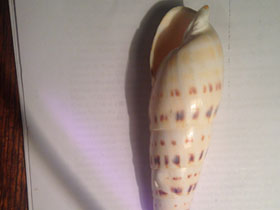 Фото Crenulate Auger