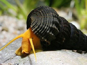 Фото Orange Rabbit Snail