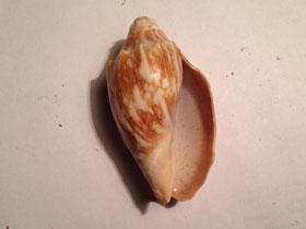 Фото Courtier Volute