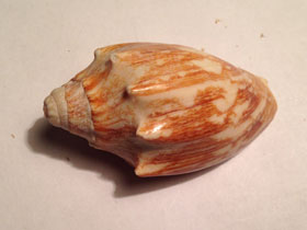 Фото Courtier Volute