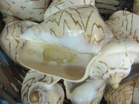 Фото Noble volute