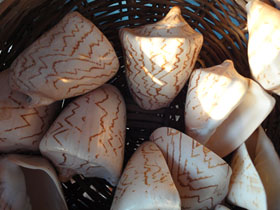 Фото Noble volute