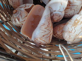 Фото Noble volute