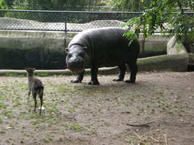 Фото Hipopótamo pigmeo