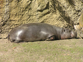 Фото Pygmy hippopotamus