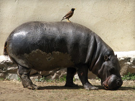 Фото Hipopótamo pigmeo