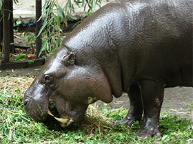 Фото Pygmy hippopotamus