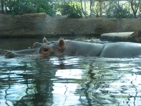 Фото The hippopotamus