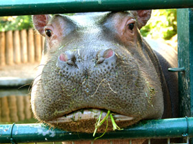 Фото The hippopotamus