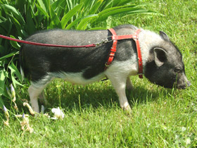 Фото Miniature pigs
