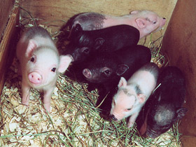 Фото Miniature pigs