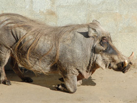 Фото Desert warthog