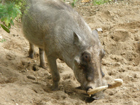Фото Common warthog
