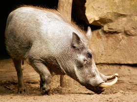 Фото Common warthog