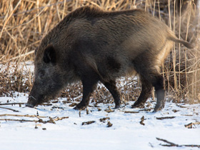 Фото Wild boar