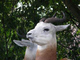 Фото Dama gazelle