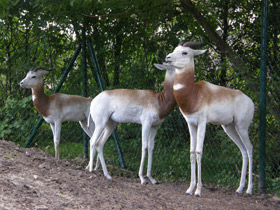 Фото Dama gazelle