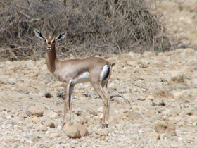 Фото Mountain gazelle