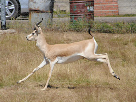 Фото Grant's gazelle