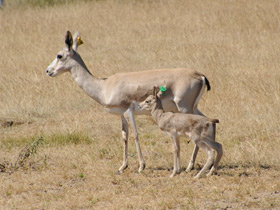 Фото Grant's gazelle