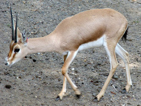 Фото Slender-horned gazelle