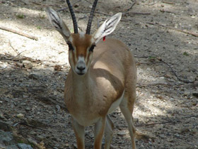 Фото Slender-horned gazelle