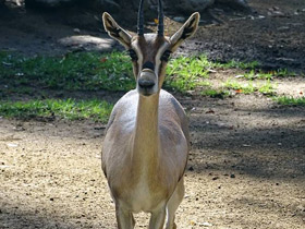 Фото Gacela de Speke