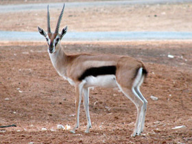 Фото Thomson's gazelle