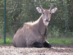 Фото Nilgó