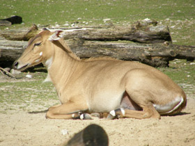 Фото Nilgó