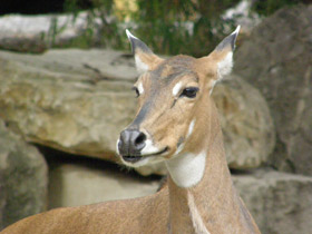 Фото Nilgó