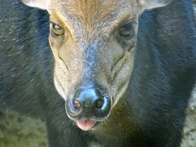 Фото Duiker negro