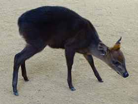 Фото Duiker negro