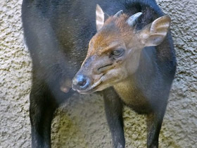 Фото Duiker negro