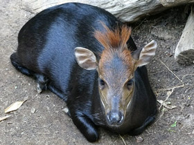 Фото Duiker negro