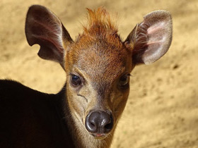 Фото Duiker negro