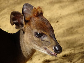 Фото Duiker negro