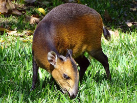 Фото Red-flanked duiker