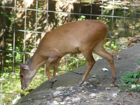 Фото Red forest duiker