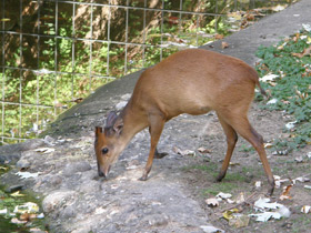 Фото Red forest duiker