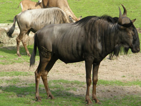 Фото Blue wildebeest