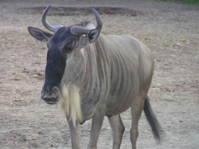 Фото Blue wildebeest