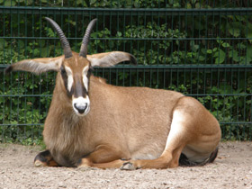 Фото Roan antelope