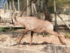 Фото Roan antelope