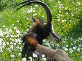 Фото Sable antelope
