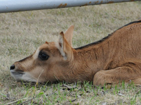 Фото Sable antelope