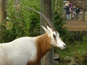 Фото Orix blanco