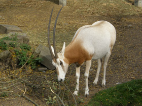 Фото Orix blanco